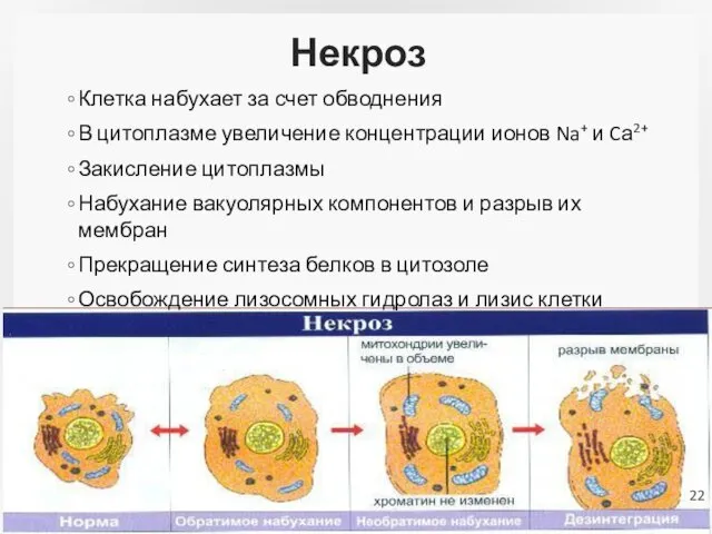 Некроз Клетка набухает за счет обводнения В цитоплазме увеличение концентрации