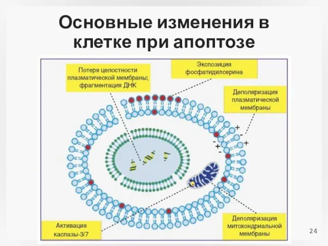 Основные изменения в клетке при апоптозе