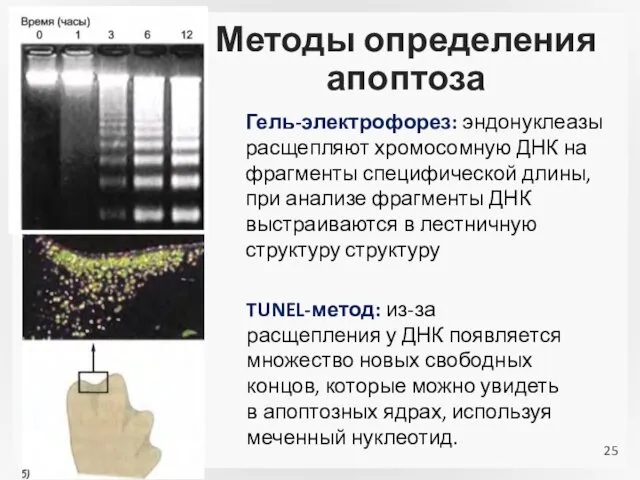 Методы определения апоптоза Гель-электрофорез: эндонуклеазы расщепляют хромосомную ДНК на фрагменты