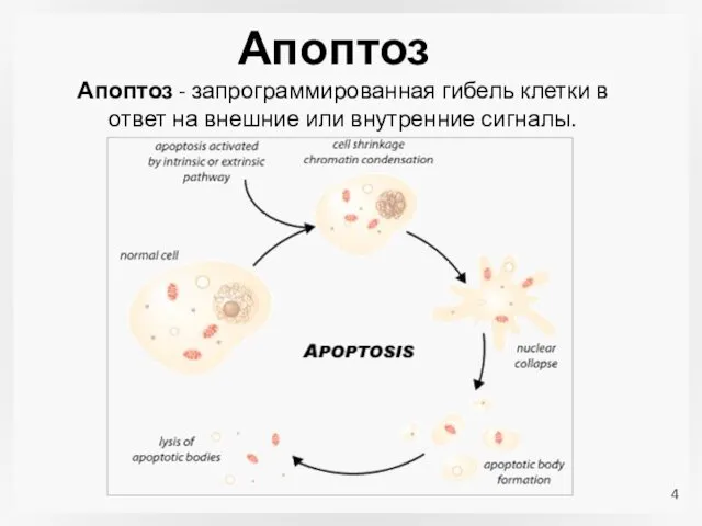 Апоптоз Апоптоз - запрограммированная гибель клетки в ответ на внешние или внутренние сигналы.
