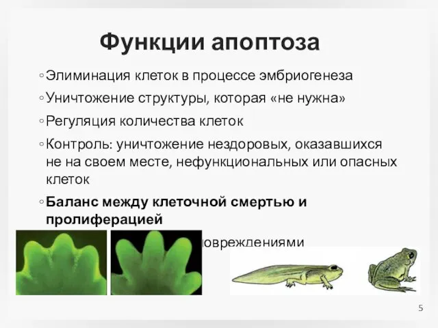 Функции апоптоза Элиминация клеток в процессе эмбриогенеза Уничтожение структуры, которая