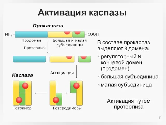 Активация каспазы В составе прокаспаз выделяют 3 домена: регуляторный N-концевой