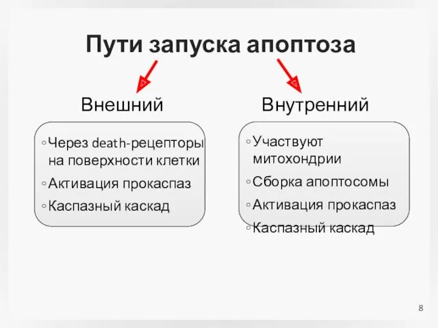 Пути запуска апоптоза Внешний Через death-рецепторы на поверхности клетки Активация