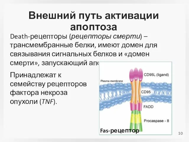 Внешний путь активации апоптоза Death-рецепторы (рецепторы смерти) – трансмембранные белки,