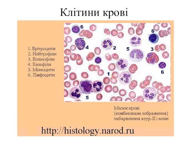 Клітини крові
