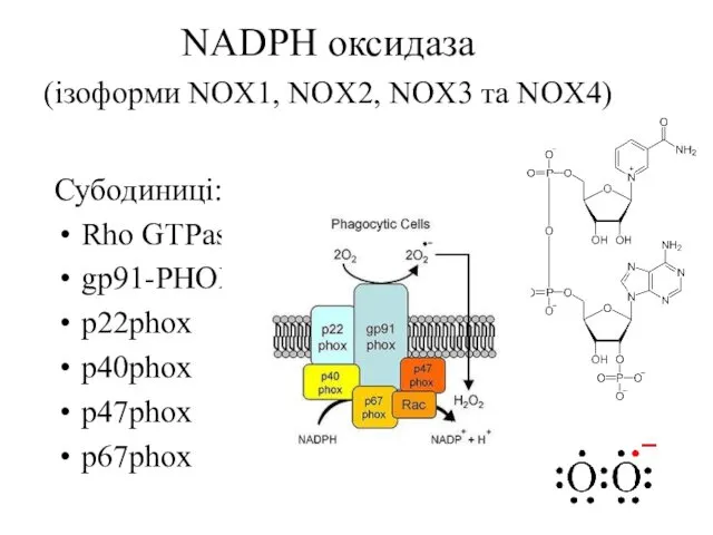 NADPH оксидаза (ізоформи NOX1, NOX2, NOX3 та NOX4) Субодиниці: Rho GTPase gp91-PHOX p22phox p40phox p47phox p67phox