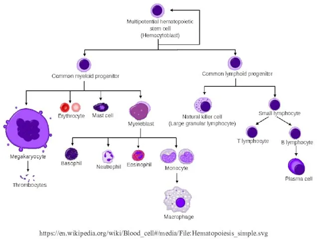 https://en.wikipedia.org/wiki/Blood_cell#/media/File:Hematopoiesis_simple.svg