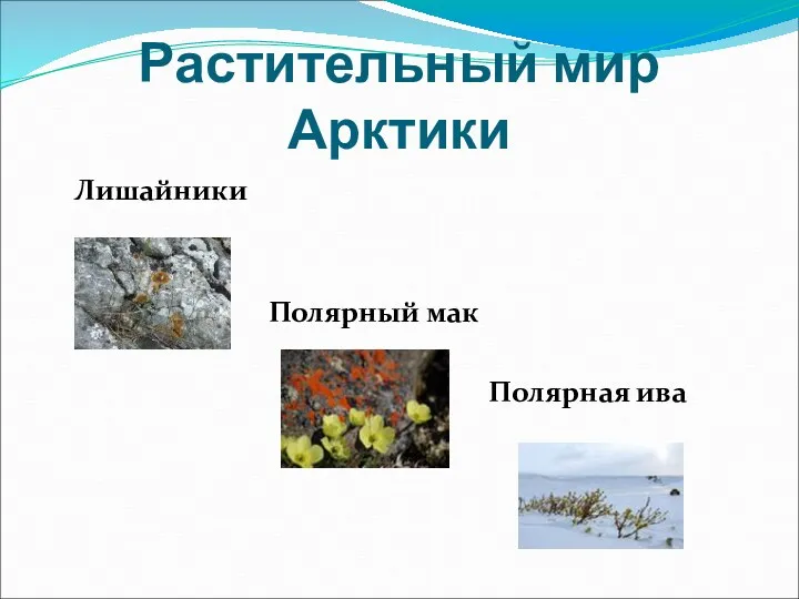 Растительный мир Арктики Лишайники Полярный мак Полярная ива
