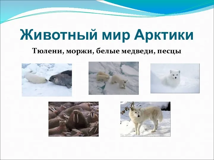 Животный мир Арктики Тюлени, моржи, белые медведи, песцы