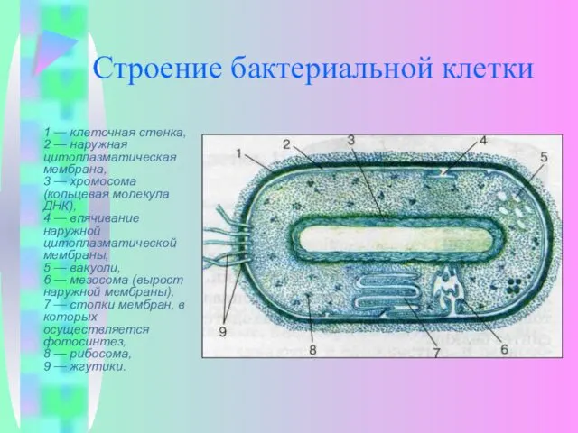 Строение бактериальной клетки 1 — клеточная стенка, 2 — наружная