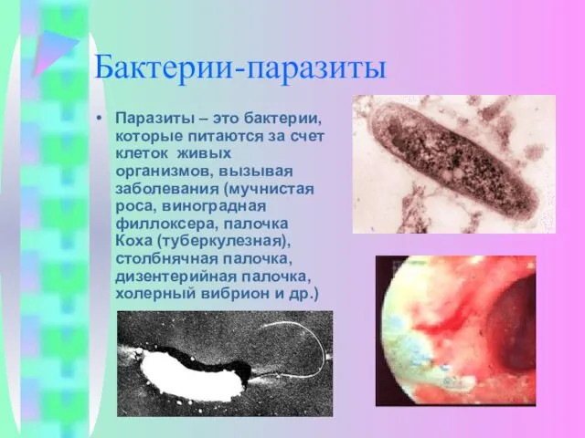 Бактерии-паразиты Паразиты – это бактерии, которые питаются за счет клеток