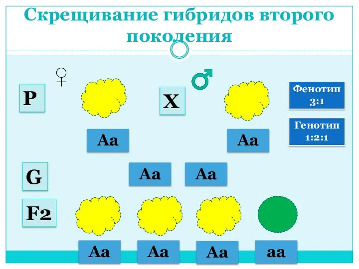 Скрещивание гибридов второго поколения Аа Аа ♂ ♀ Аа Аа G Р Х