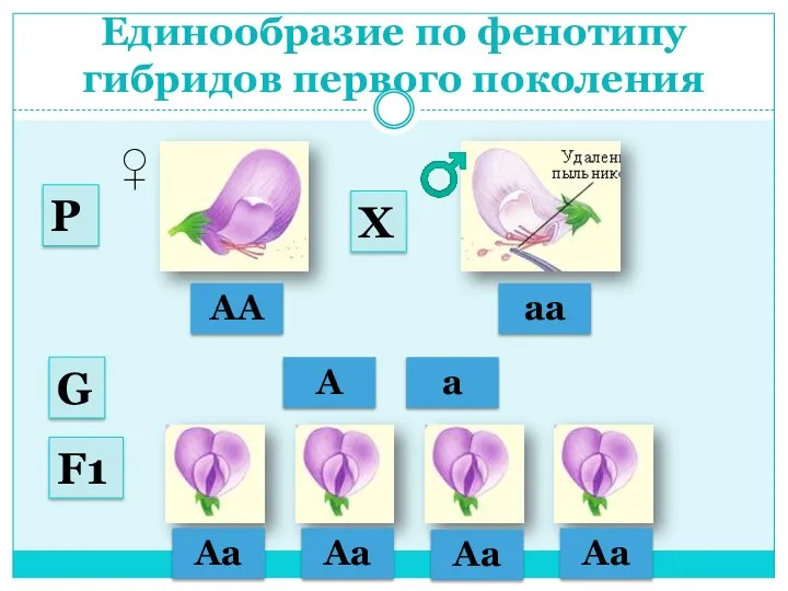 Единообразие по фенотипу гибридов первого поколения АА аа ♂ ♀ А а G