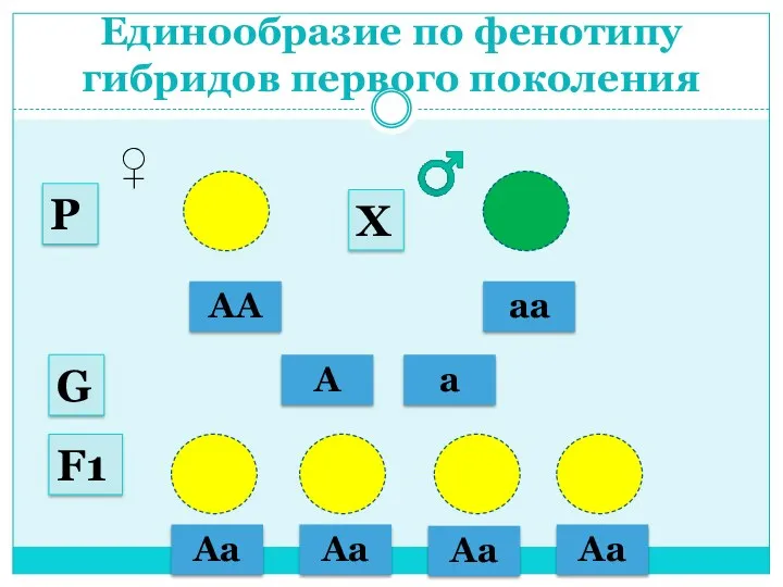 Единообразие по фенотипу гибридов первого поколения АА аа ♂ ♀ А а G