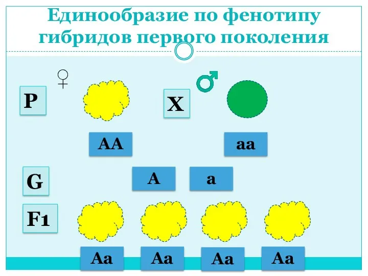 Единообразие по фенотипу гибридов первого поколения АА аа ♂ ♀ А а G