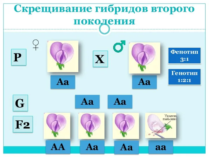 Скрещивание гибридов второго поколения Аа Аа ♂ ♀ Аа Аа G Р Х