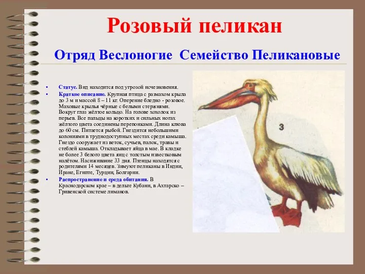 Розовый пеликан Отряд Веслоногие Семейство Пеликановые Статус. Вид находится под угрозой исчезновения. Краткое