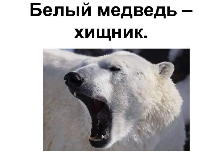 Белый медведь – хищник.
