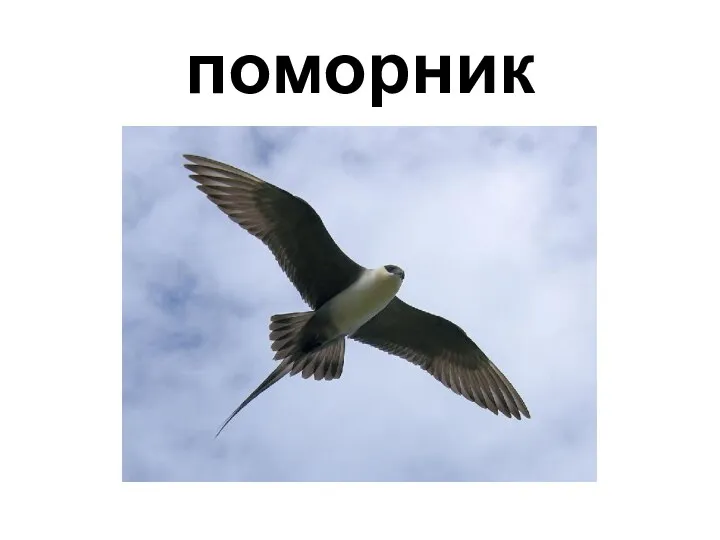 поморник