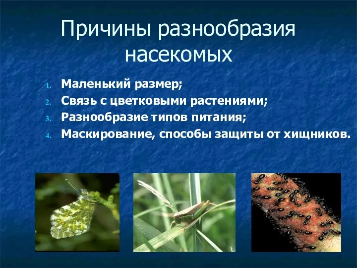 Причины разнообразия насекомых Маленький размер; Связь с цветковыми растениями; Разнообразие