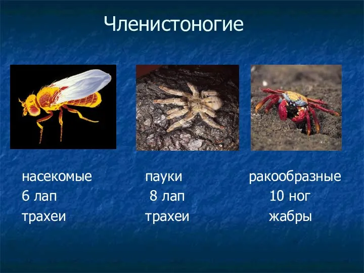 Членистоногие насекомые пауки ракообразные 6 лап 8 лап 10 ног трахеи трахеи жабры
