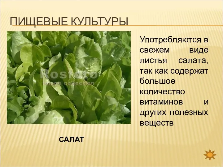ПИЩЕВЫЕ КУЛЬТУРЫ САЛАТ Употребляются в свежем виде листья салата, так