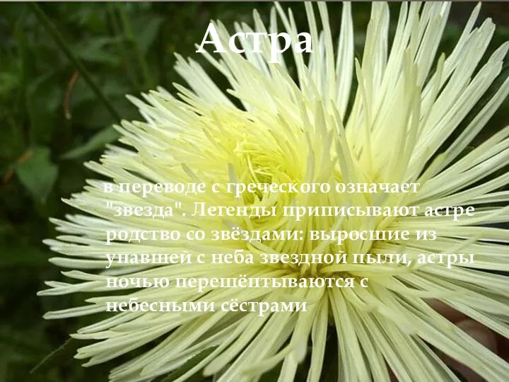 Астра в переводе с греческого означает "звезда". Легенды приписывают астре