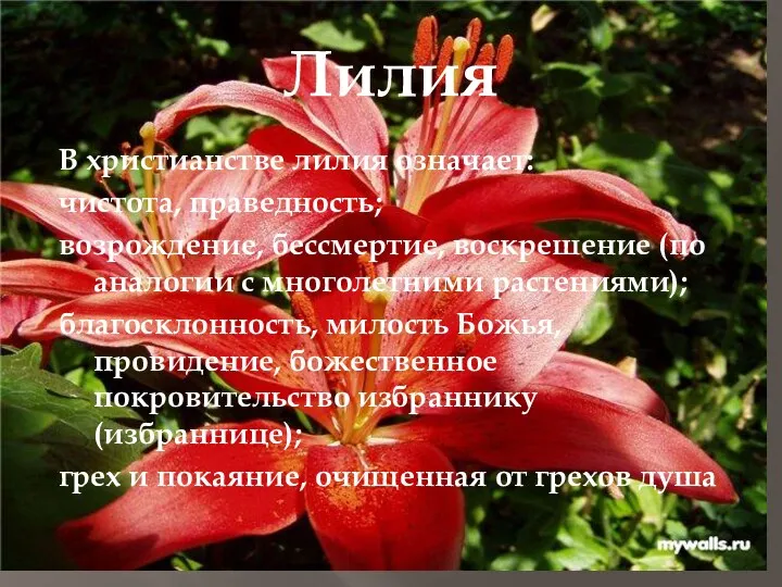 Лилия В христианстве лилия означает: чистота, праведность; возрождение, бессмертие, воскрешение