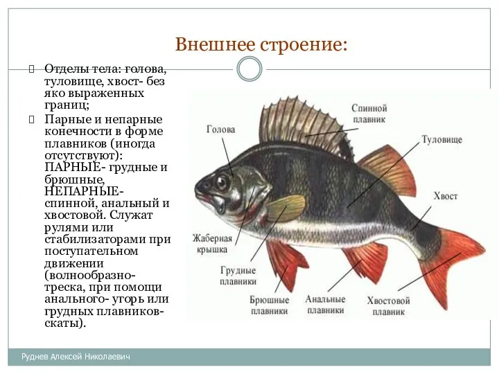 Внешнее строение: Отделы тела: голова, туловище, хвост- без яко выраженных