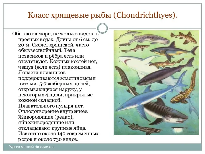 Класс хрящевые рыбы (Chondrichthyes). Обитают в море, несколько видов- в