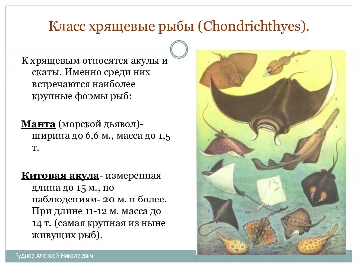 Класс хрящевые рыбы (Chondrichthyes). К хрящевым относятся акулы и скаты.