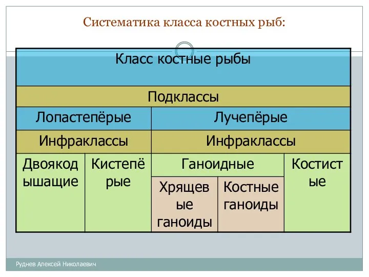 Систематика класса костных рыб: Руднев Алексей Николаевич