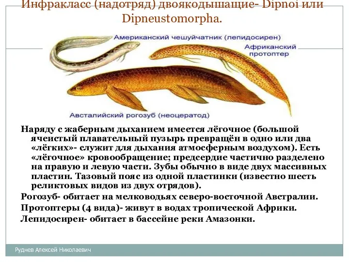 Инфракласс (надотряд) двоякодышащие- Dipnoi или Dipneustomorpha. Наряду с жаберным дыханием