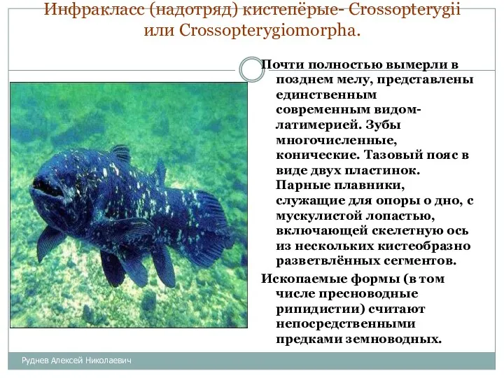 Инфракласс (надотряд) кистепёрые- Crossopterygii или Crossopterygiomorpha. Почти полностью вымерли в