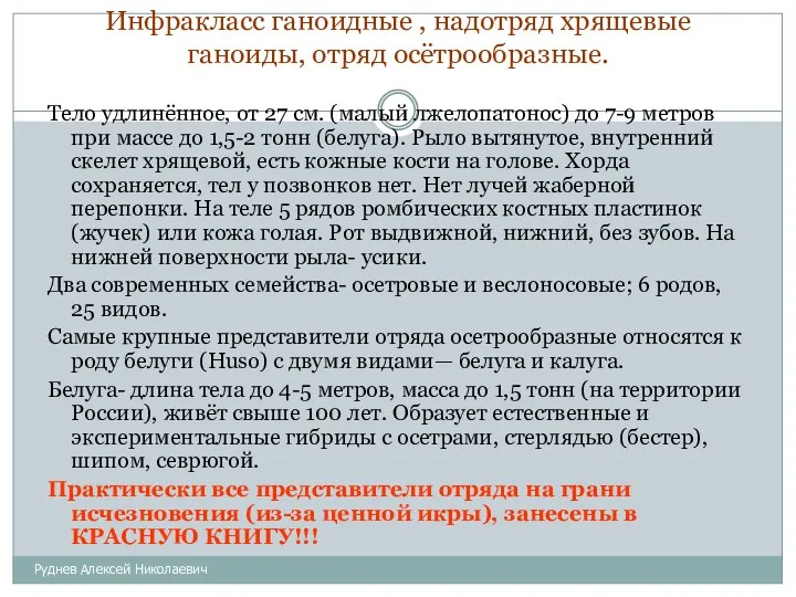 Инфракласс ганоидные , надотряд хрящевые ганоиды, отряд осётрообразные. Руднев Алексей