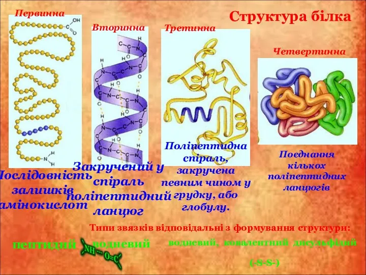 Структура білка Первинна Послідовність залишків амінокислот Вторинна Закручений у спіраль поліпептидний ланцюг Третинна