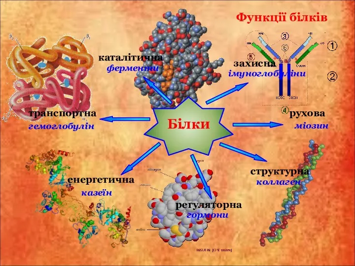 Функції білків енергетична структурна ферменти імуноглобуліни захисна каталітична міозин рухова коллаген гормони казеїн гемоглобулін регуляторна транспортна