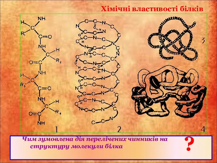 Хімічні властивості білків