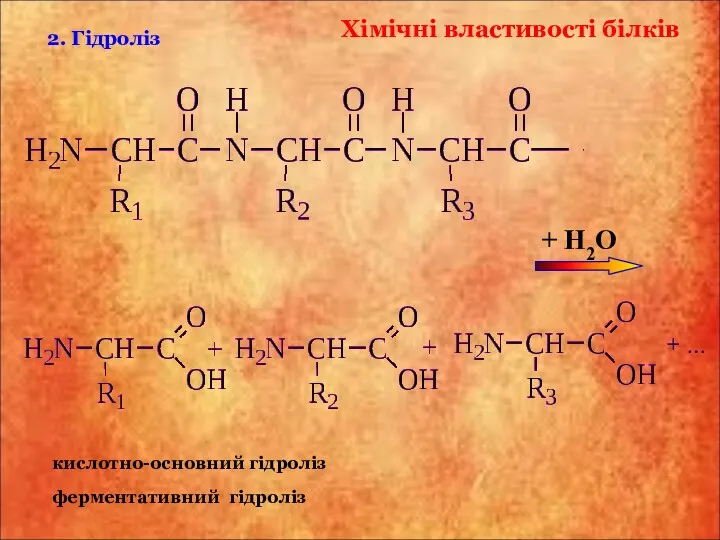 ферментативний гідроліз 2. Гідроліз кислотно-основний гідроліз Хімічні властивості білків