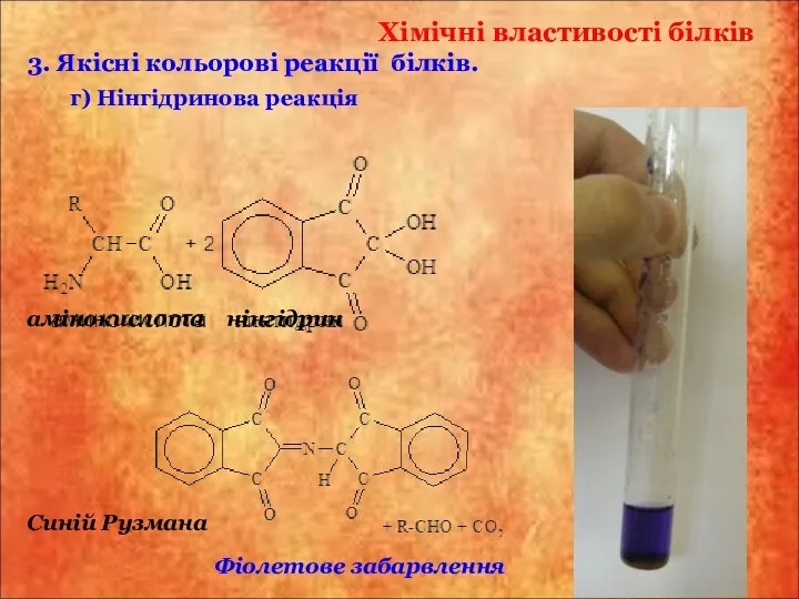 Хімічні властивості білків г) Нінгідринова реакція 3. Якісні кольорові реакції білків. амінокислота нінгідрин