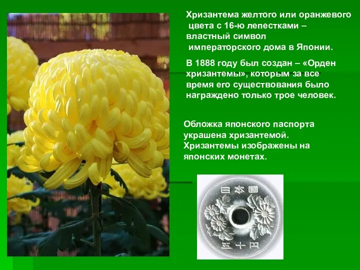 Хризантема желтого или оранжевого цвета с 16-ю лепестками – властный символ императорского дома