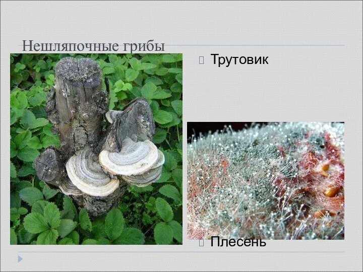 Нешляпочные грибы Трутовик Плесень