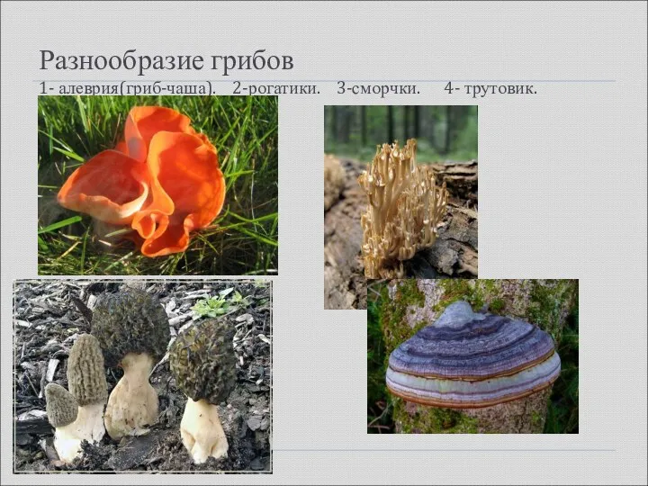 Разнообразие грибов 1- алеврия(гриб-чаша). 2-рогатики. 3-сморчки. 4- трутовик.