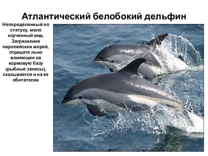 Атлантический белобокий дельфин Неопределенный по статусу, мало изученный вид. Загрязнение европейских морей, отрицате