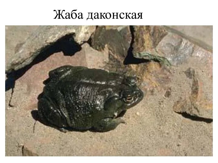 Жаба даконская