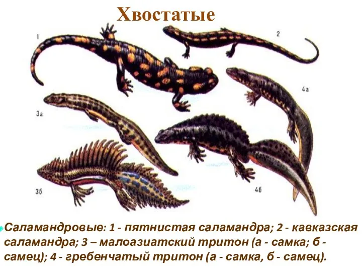 Саламандровые: 1 - пятнистая саламандра; 2 - кавказская саламандра; 3