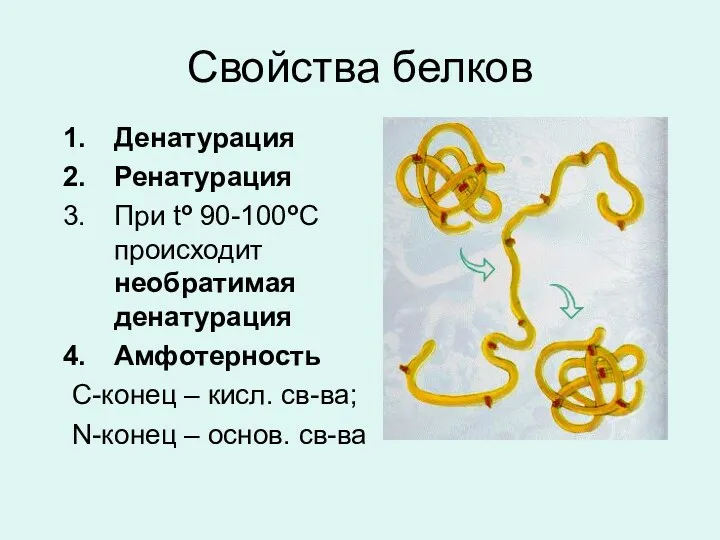 Свойства белков Денатурация Ренатурация При to 90-100oC происходит необратимая денатурация