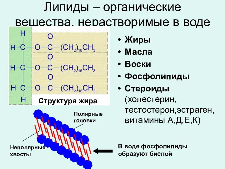 Липиды – органические вещества, нерастворимые в воде Жиры Масла Воски