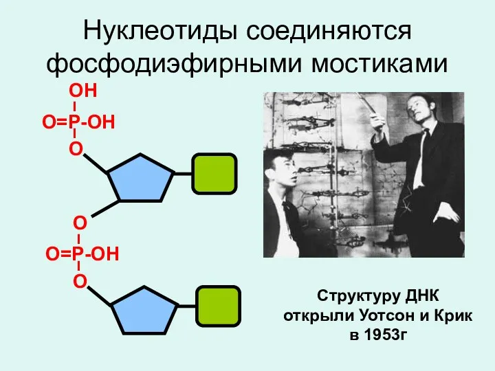 Нуклеотиды соединяются фосфодиэфирными мостиками Структуру ДНК открыли Уотсон и Крик в 1953г