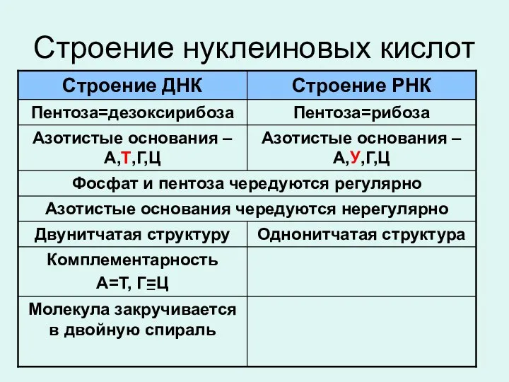 Строение нуклеиновых кислот _